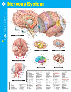 Nervous System SparkCharts 