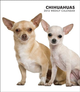 Chihuahuas Calendar 2013 