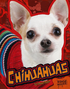 Chihuahuas 