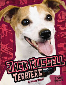 Jack Russell Terriers 