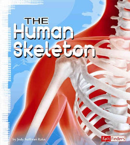 The Human Skeleton 