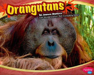 Orangutans (Asian Animals) 