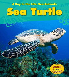 Sea Turtle 