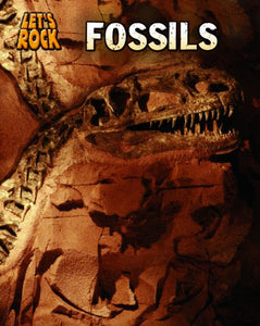 Lets Rock Fossils 