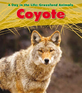 Coyote 