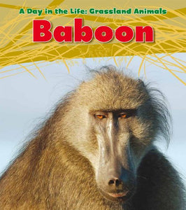 Day in the Life Grassland Animals Baboon 