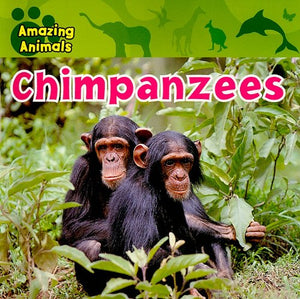 Chimpanzees 