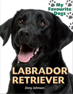 Labrador Retriever 