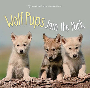 Wolf Pups Join the Pack 