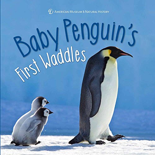 Baby Penguin's First Waddles