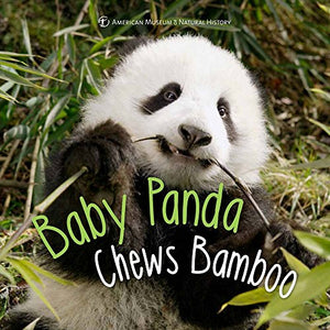 Baby Panda Chews Bamboo 