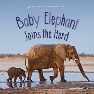 Baby Elephant Joins the Herd 