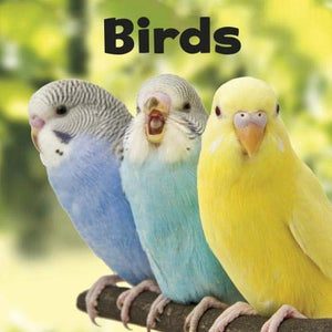 Birds 