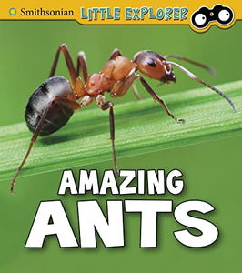 Amazing Ants 