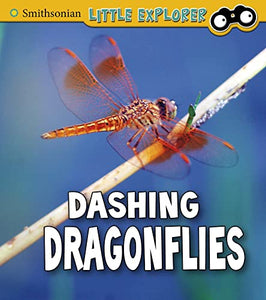 Dashing Dragonflies 