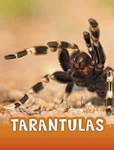 Tarantulas 