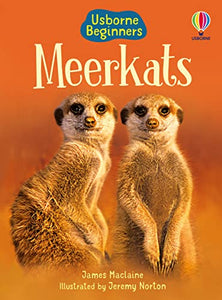 Meerkats 