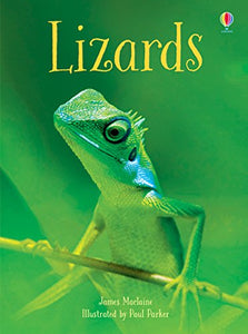 Lizards 