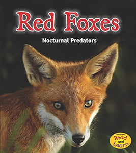 Red Foxes 