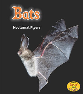 Night Safari Bats Nocturnal Flyers 