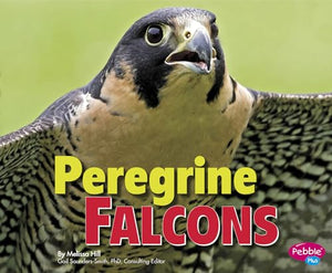 Peregrine Falcons 