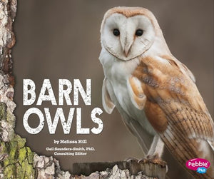 Barn Owls 