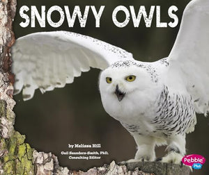 Snowy Owls 