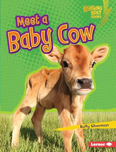 Meet a Baby Cow 