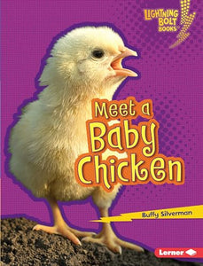 Meet a Baby Chicken 