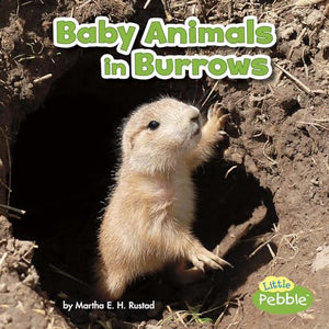 Baby Animals in Burrows 