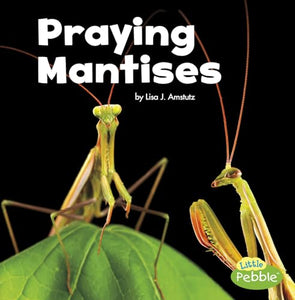 Praying Mantises (Little Critters) 