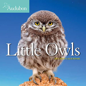 2021 Audubon Little Owls Mini Wall Calendar 