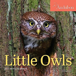 Audubon Little Owls Mini Wall Calendar 2023 