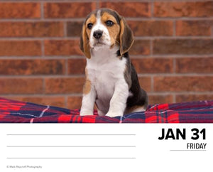 Beagles 2025 6.2 X 5.4 Box Calendar 