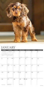 Just Cocker Spaniels 2025 12 X 12 Wall Calendar 