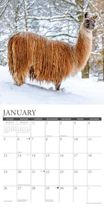 Llamas 2025 12 X 12 Wall Calendar 