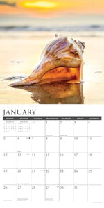 Seashells 2025 12 X 12 Wall Calendar 