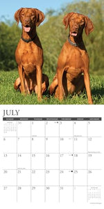 Just Vizslas 2025 12 X 12 Wall Calendar 