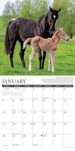 Why Horses Do That 2025 12 X 12 Wall Calendar 