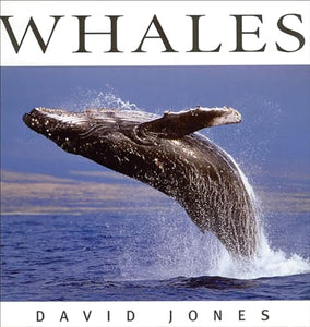 Whales 