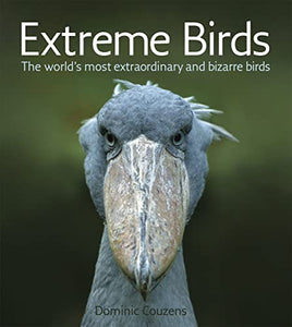 Extreme Birds 