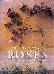 The Glory of Roses 