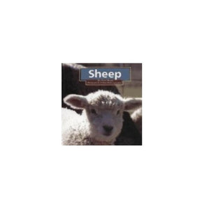 Sheep 