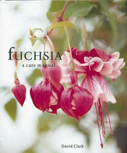 Fuchsia 