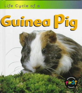 Guinea Pig 