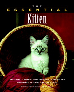 The Essential Kitten 