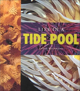 Life in a Tide Pool 