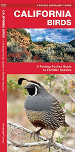 California Birds 