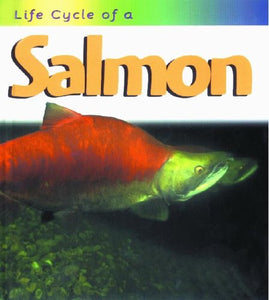 Salmon 