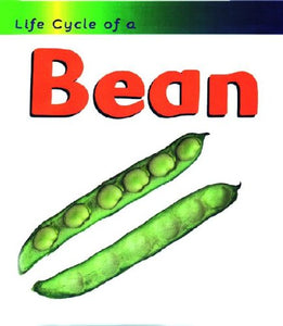 Bean 